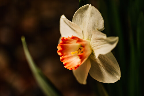Macro-92.jpg