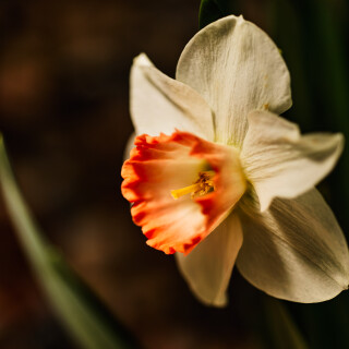 Macro-92