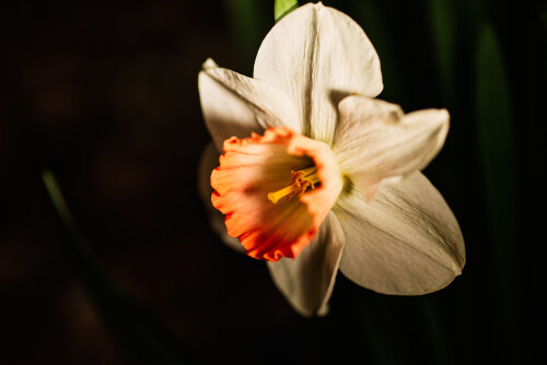 Macro-93.jpg
