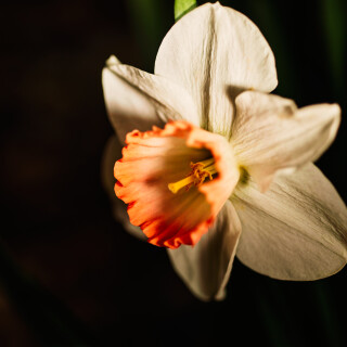 Macro-93