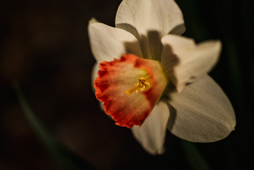 Macro-95.jpg