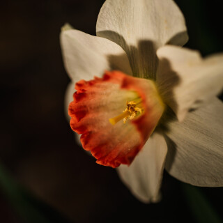 Macro-95