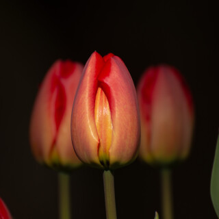 Macro-96