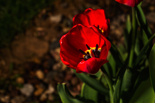 Macro-97.jpg