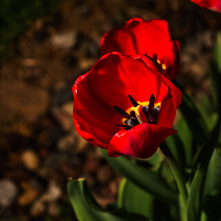 Macro-97