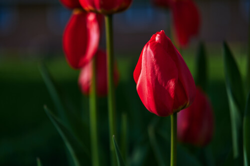 Macro-98.jpg