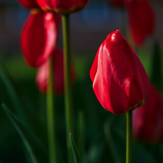 Macro-98