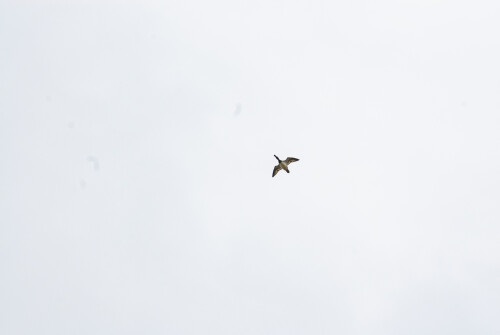 Apr-04-201119178.jpg