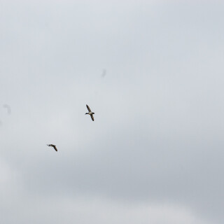 Apr-04-201119180