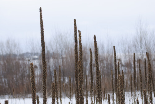 Jan-04-201119104.jpg
