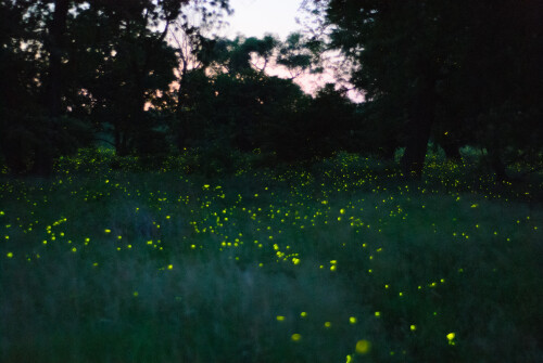 Jun-30-201119197.jpg