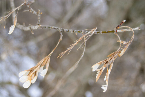 Mar-08-201119135.jpg