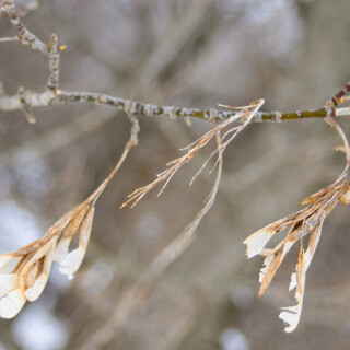 Mar-08-201119135