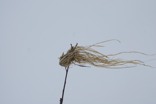 Mar-08-201119138.jpg