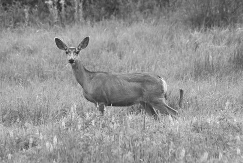 Mountains-133.jpg