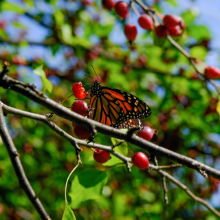 DSCF0106-2