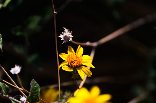 Z30_0851.jpg
