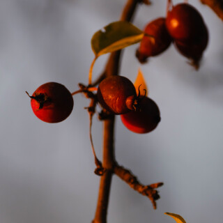_DSF1114