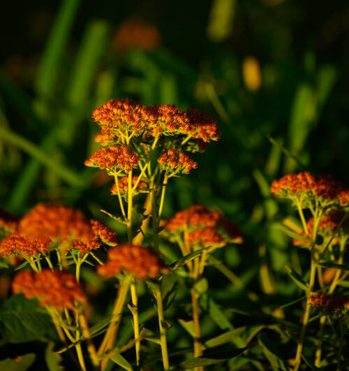 _Z066401.jpg